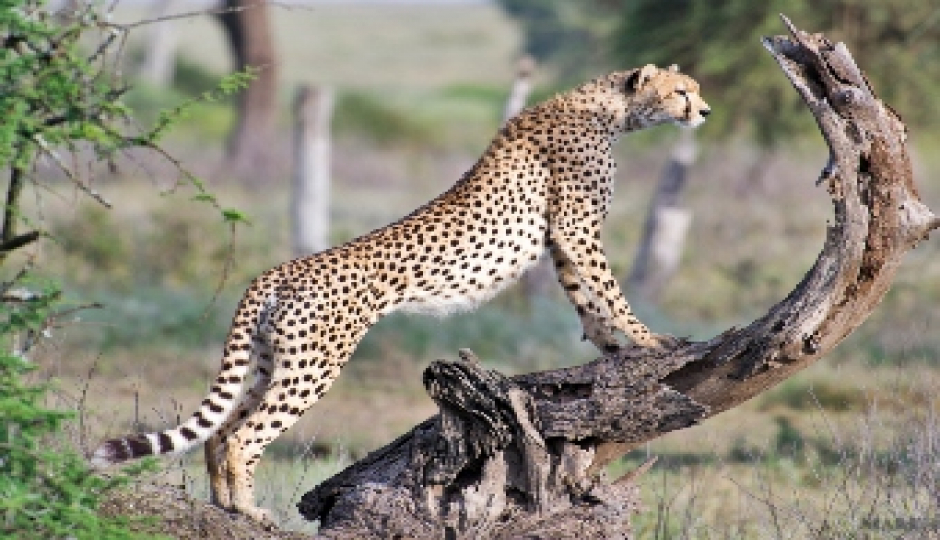 1-Day Tanzania Safari To Ngorongoro Adventure