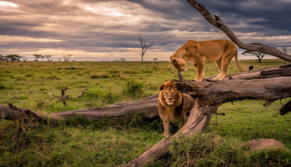 Slides Images for Shared Daytime Walking And Wildlife Safari