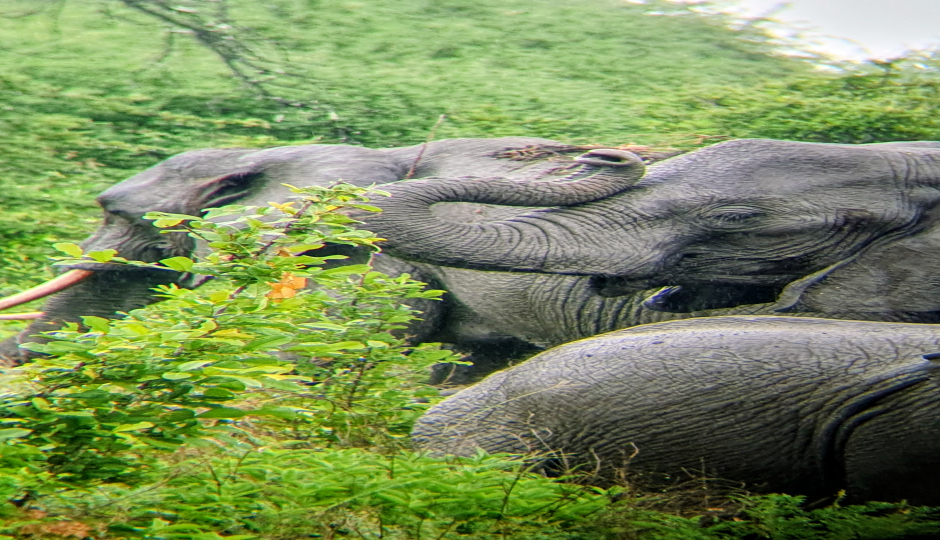 3 Also 2 Nights Selous National Park 