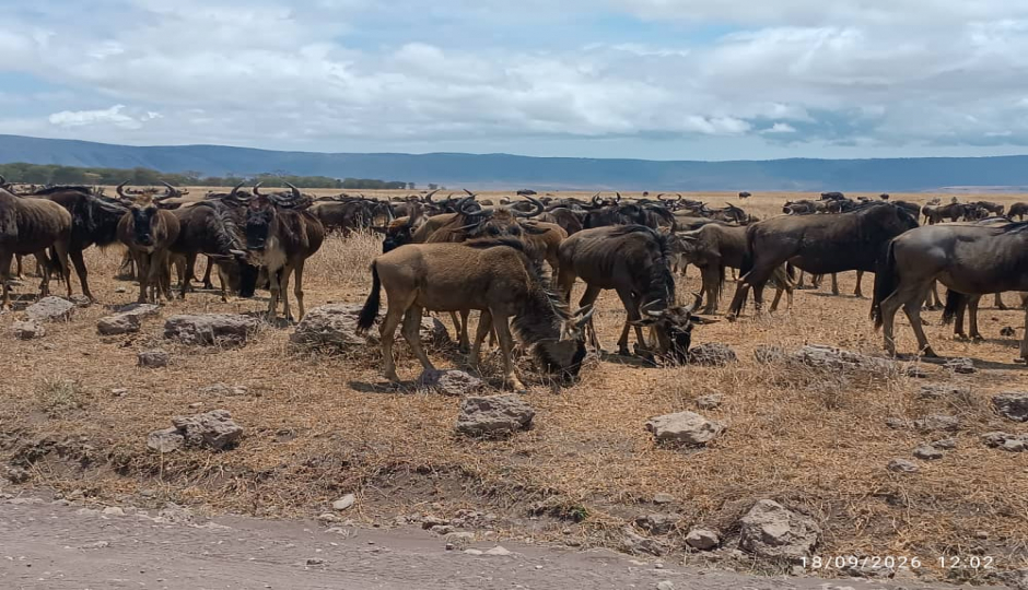 Slides Images for Ngorongoro Crater And Serengeti National Park Tour 