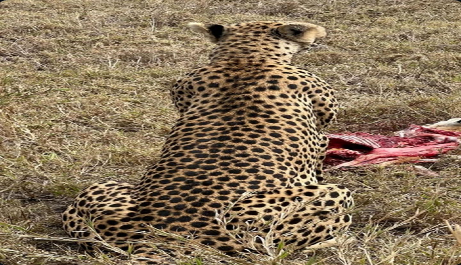 Slides Images for 7-Day Experience Big Five, Magical Migration In Tanzania