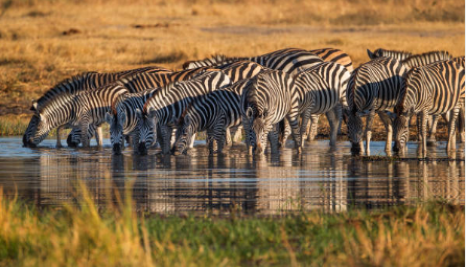 Cover Image - Wild Horizon Tours