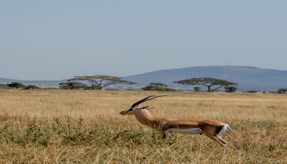 Slides Images for 2-Day Safari From Zanzibar