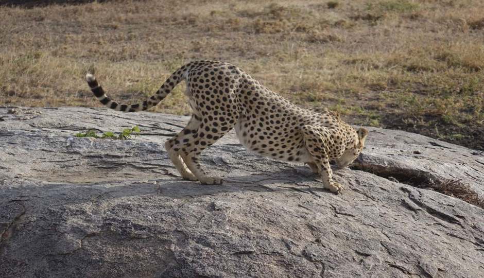 5-Day Safari Experience