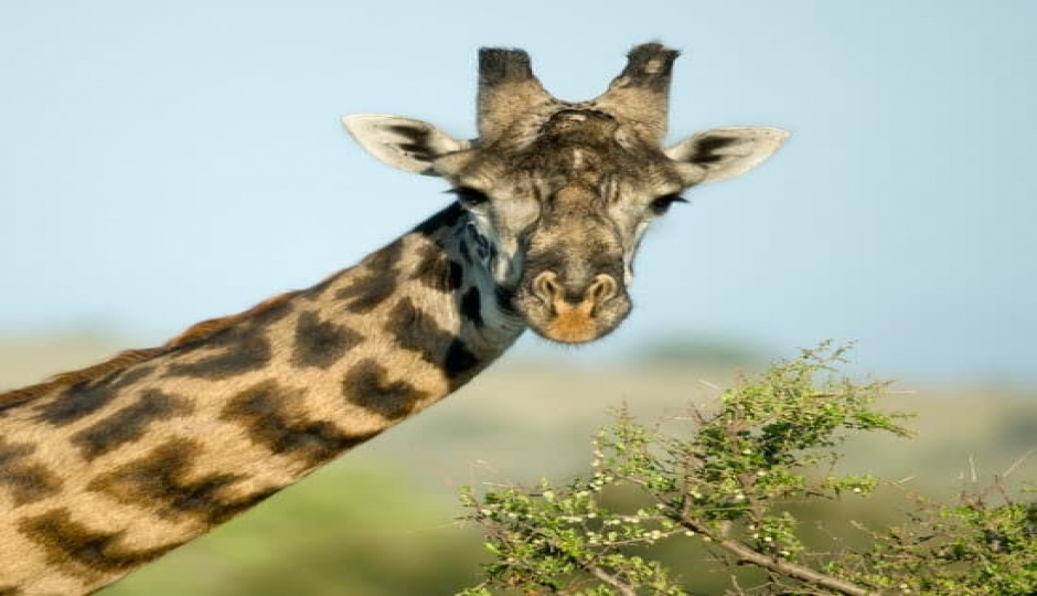 7-Day Honeymoon In The Wilderness In Tanzania