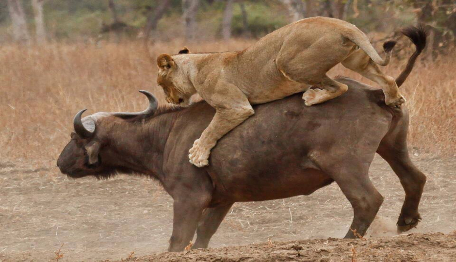 Slides Images for 3 Day : Nyerere National Park (ex Selous Game Reserve)