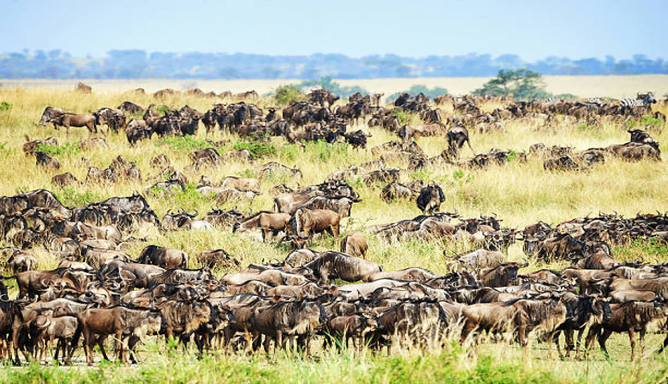 6 Days Serengeti Migration Safari Package In Ndutu 