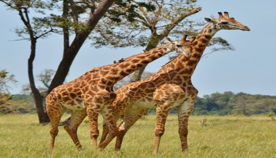 7-Day Honeymoon Migration Tanzania Safaris 