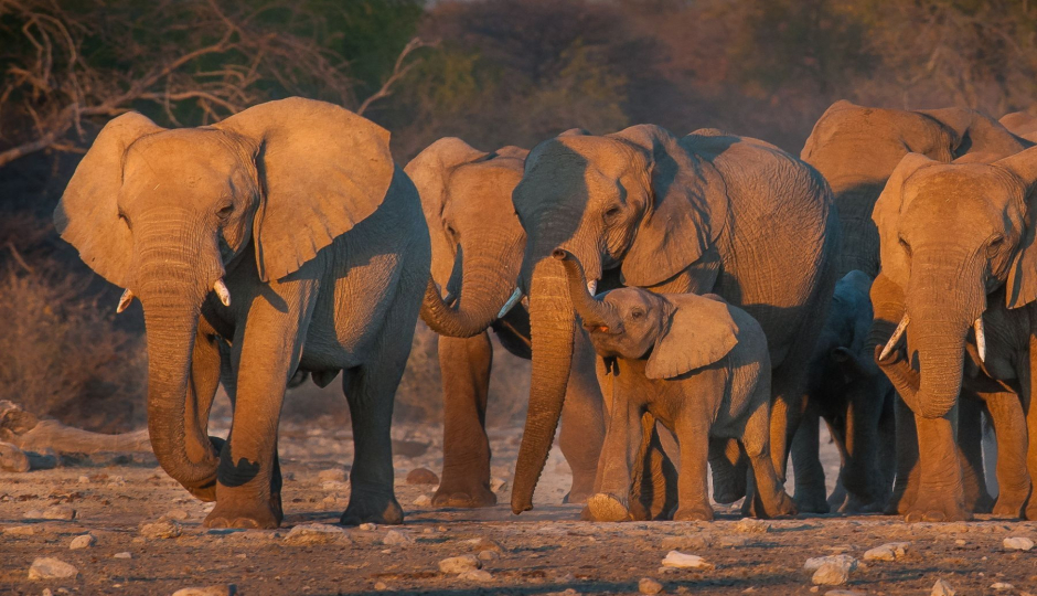 2-Day Fly-in Safari From Zanzibar.