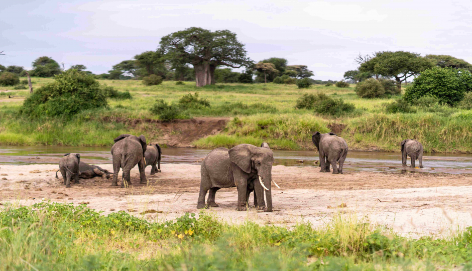 Slides Images for Tarangire Safari - Elephants Paradise