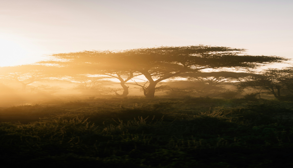 7-Day  Mikumi, Udzungwa  And Ruaha Np
