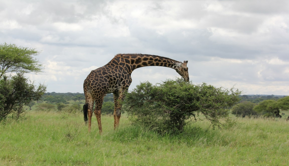 Slides Images for Arusha National Park Day Trip