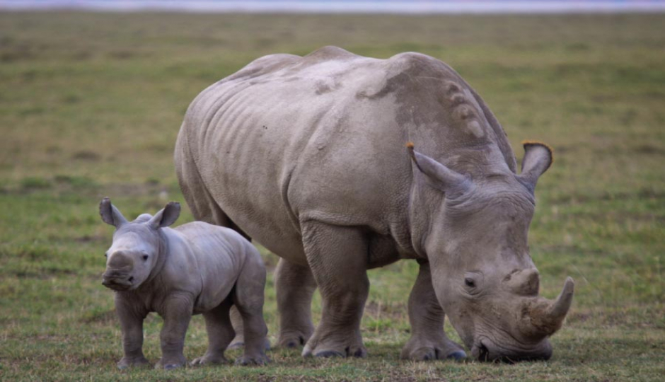 Slides Images for Best Of Kenya In 7 Days – Group Safari To 4 Park