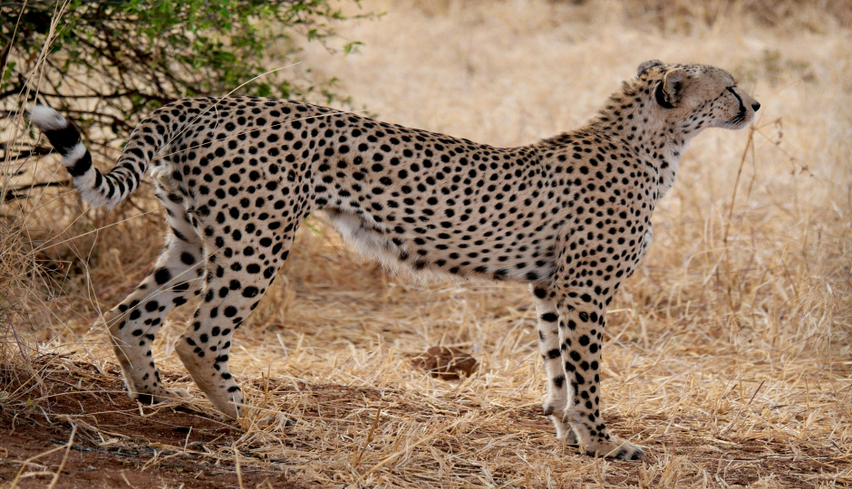 1 Day- Tarangire National Park – Full Day Safari