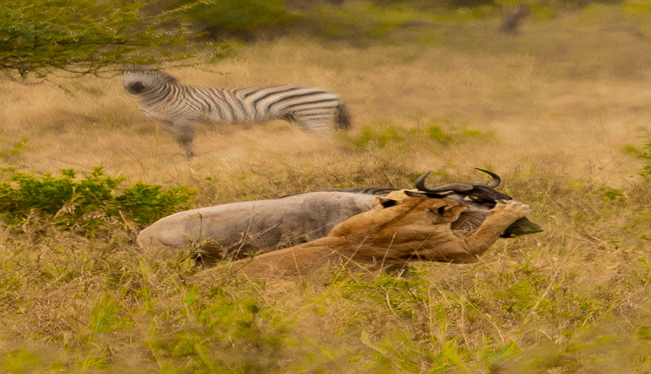 Slides Images for Timeless Luxury In Tanzania: From Baobabs To Big Cats