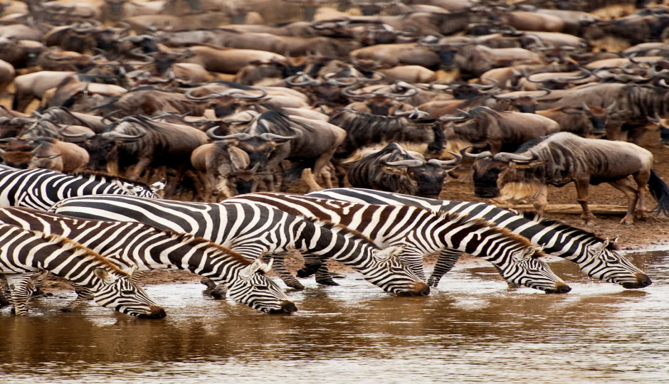 Slides Images for High-end North Migration Game Package Safari