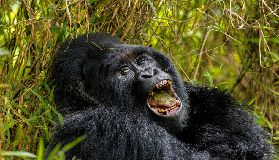 2 -day Uganda Gorilla Trek.