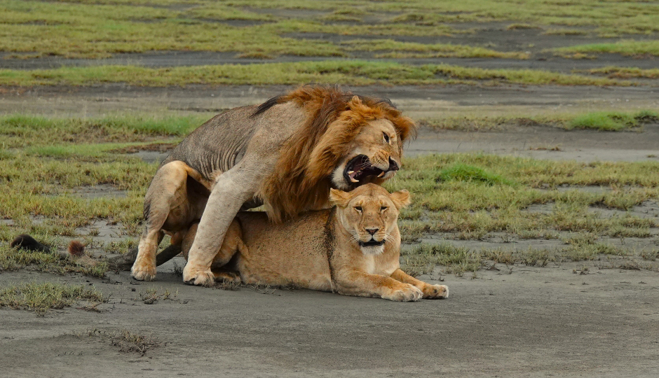 Day Honeymoon Classic Safari Bliss