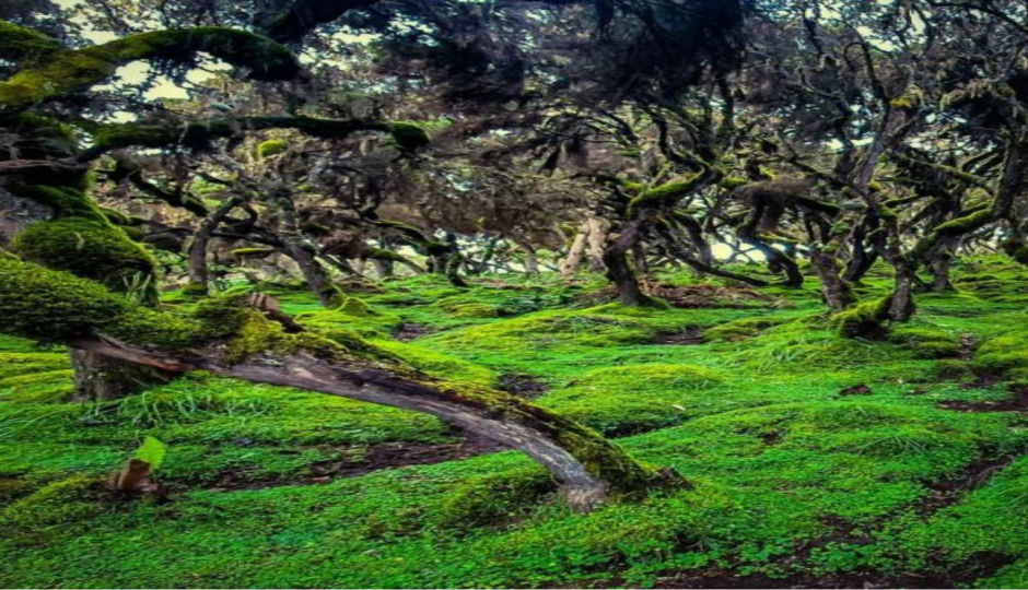 Slides Images for 4 Days Bale Mountain Wild Life & Game Drive Tour