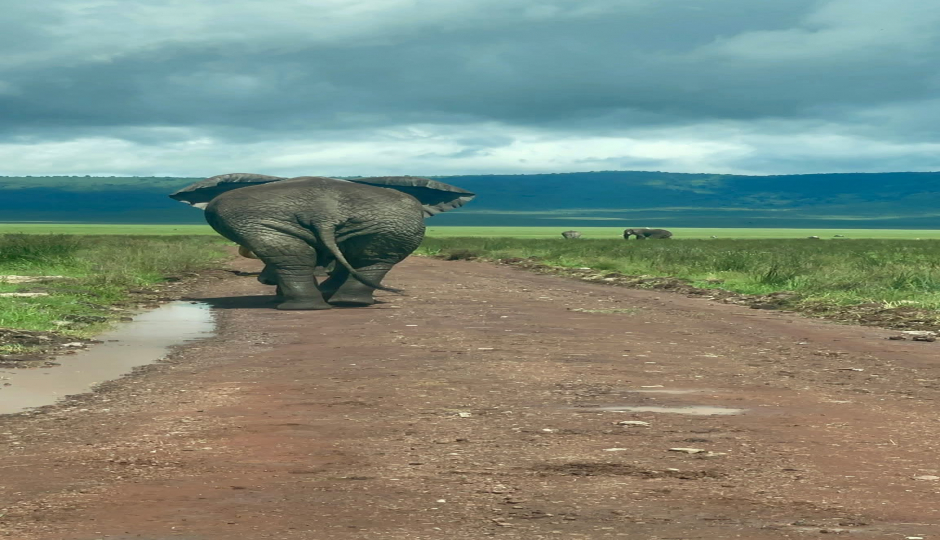 Slides Images for Tanzania Safari: A Journey Into Africa’s Untamed Heart