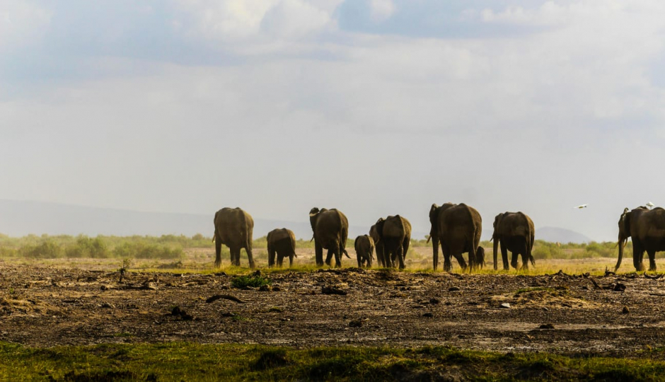 Slides Images for 7 Days / 6 Nights Epic Kenyan Wildlife Safari.