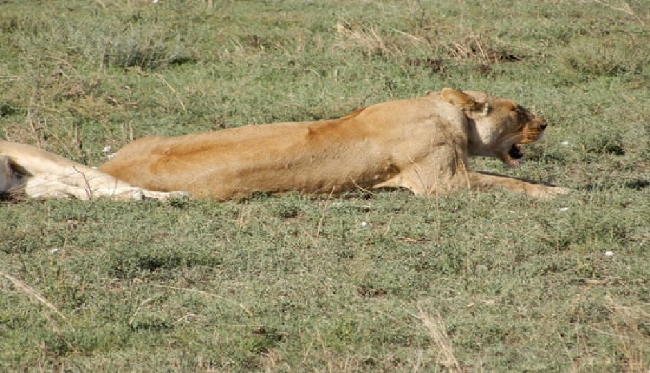 Slides Images for Ngorongoro Crater Day Trip