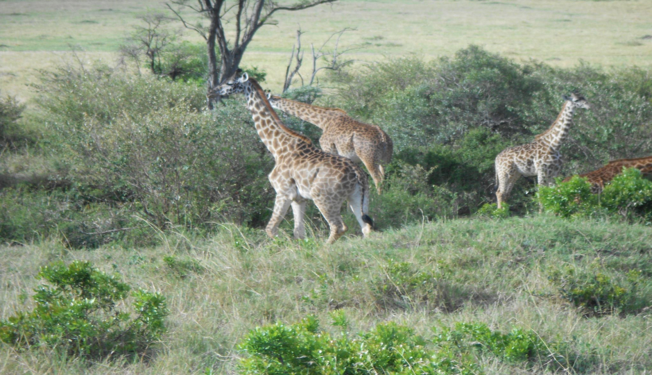 Slides Images for Tsavo National Park Adventure