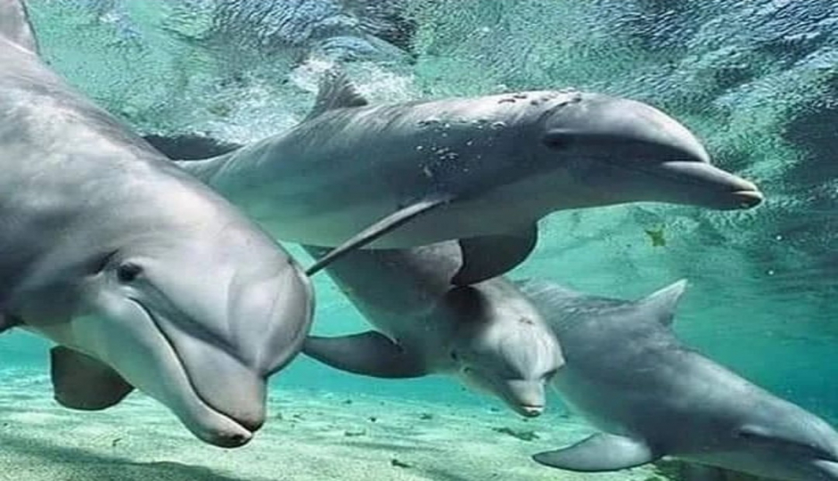 Slides Images for Kizimkazi Dolphin Tour In Zanzibar 2025-2026