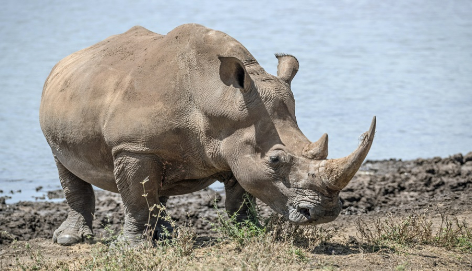 2 Days Luxury Tanzania Safari: Ngorongoro Crater & Lake Manyara