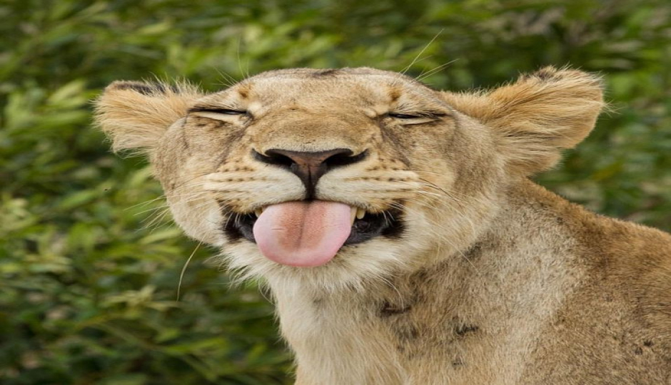 Incredible Photographic Tour In Tanzania- Capture The Magic Of Africa