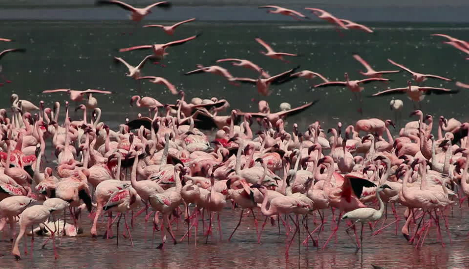 Slides Images for Discover Kenya In 7 Days: Private Safari