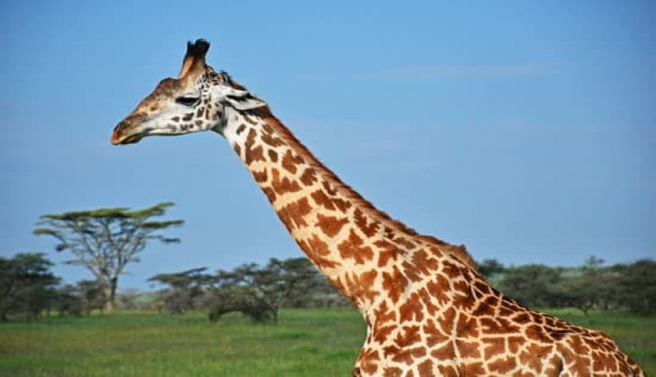 6 Day Of Exploring The Wilderness In Tanzania