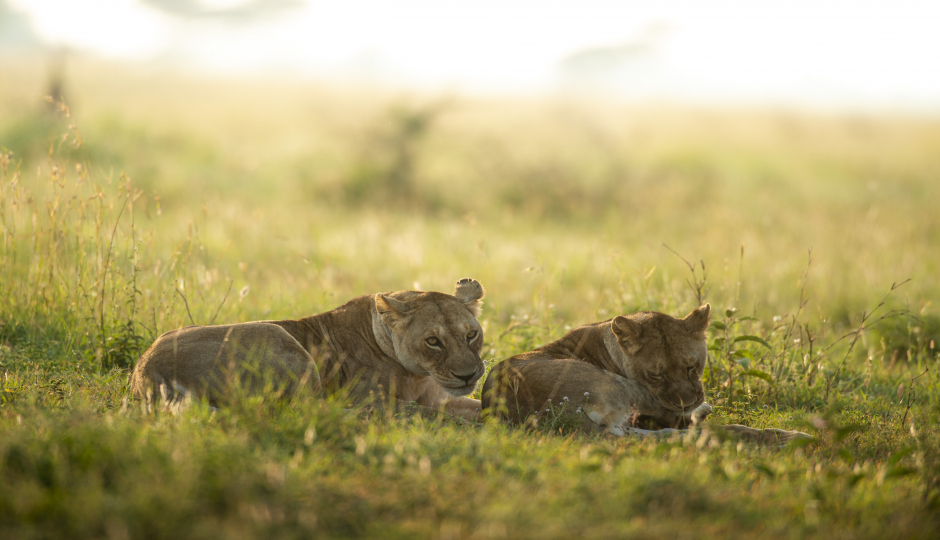 3 Days Serengeti & Ngorongoro Fly-in Safari From Zanzibar Island