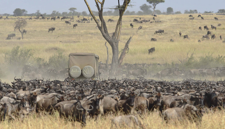4-Day Safari On A Budget