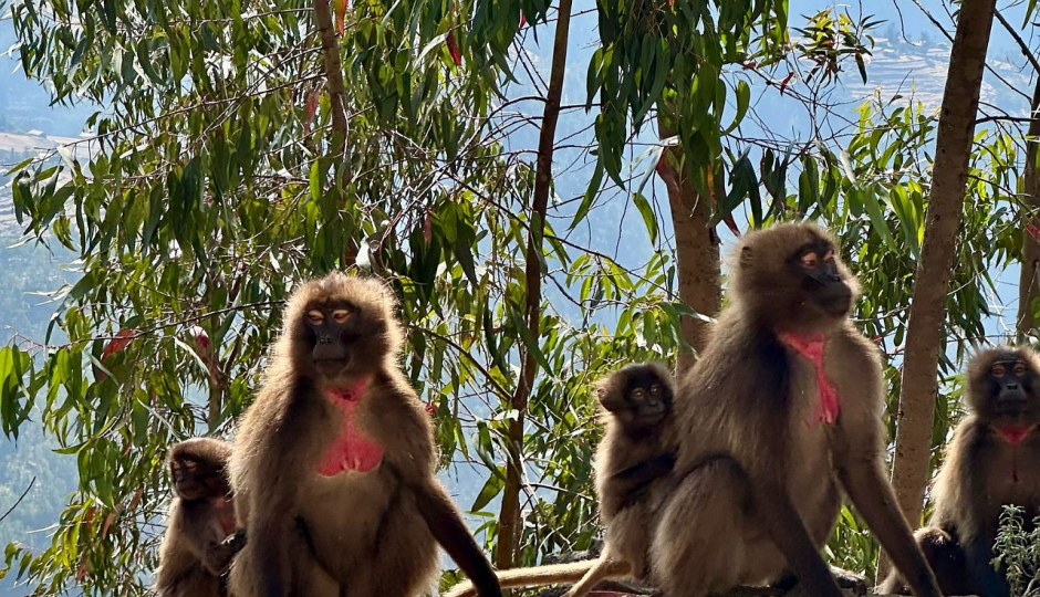 Slides Images for 3-Day Simien Mountains Trekking Adventure