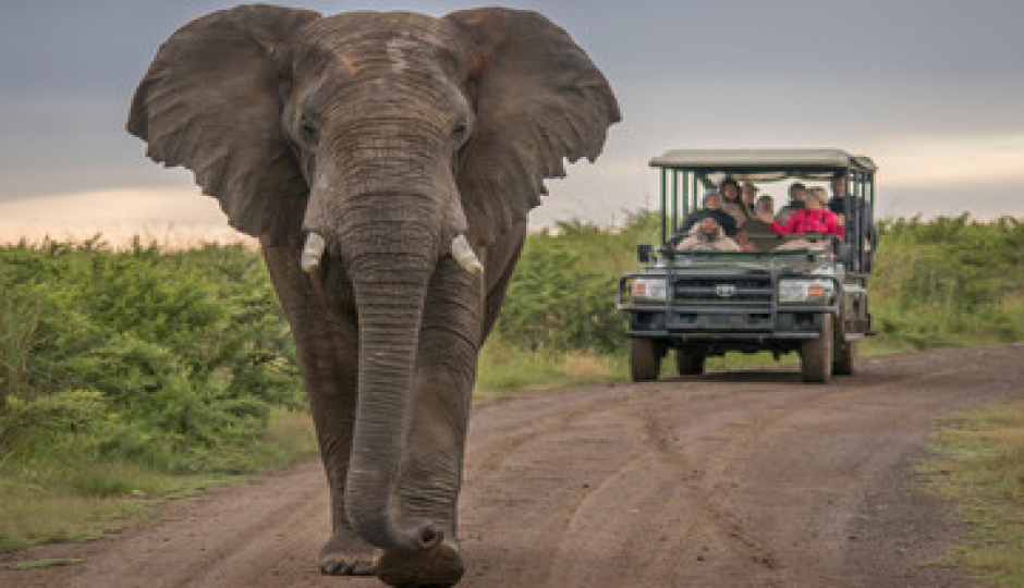 Classicwildlife&culturalexperiencetrip_safari 