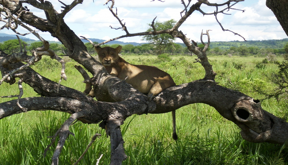13-Day Uganda – Kenya & Tanzania (gorilla-big 5) Combo