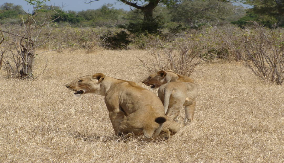 Slides Images for 3 Day : Saadani National Park And Maasai Cultural Visit