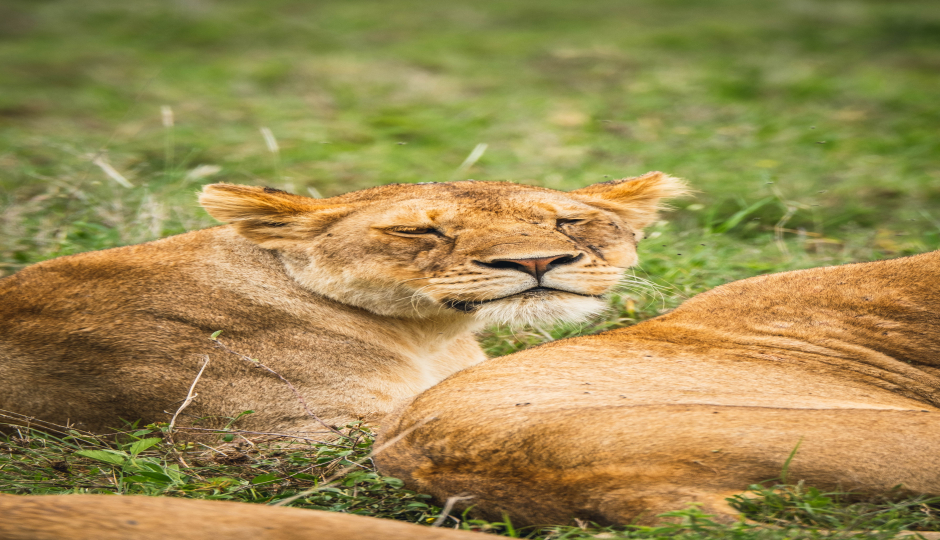 4 Days Tanzania Sharing Safari