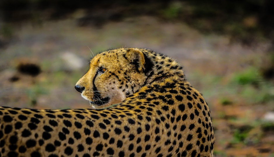 2 Days Serengeti Safari From Arusha (fly-in & Fly-out)