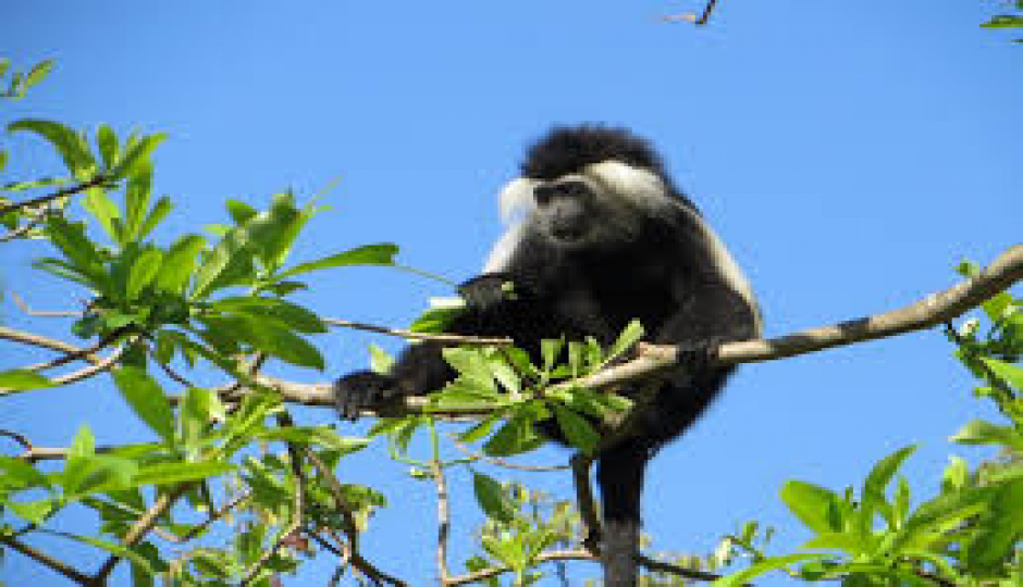 Slides Images for 1-Day-trip-to-udzungwa-mounains-national-park-safari