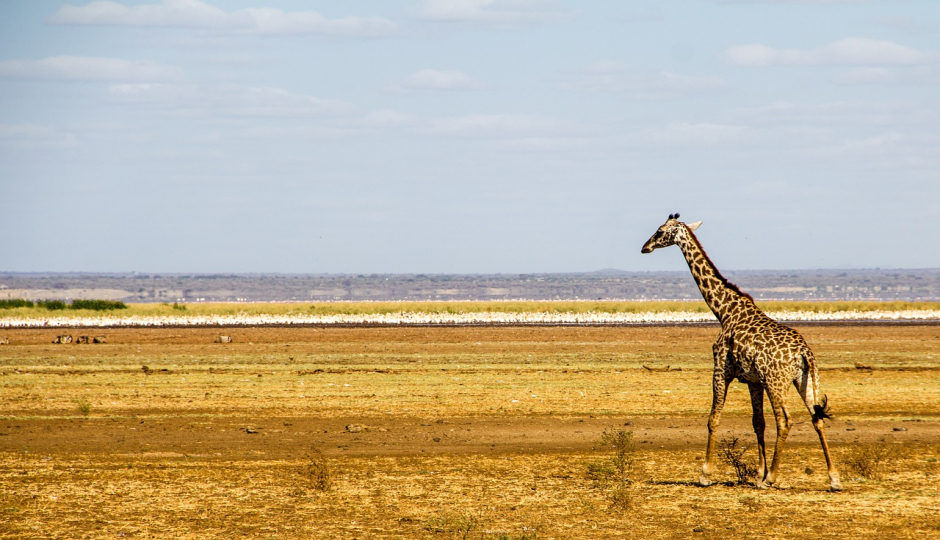 Slides Images for 4-Day Safari Extension