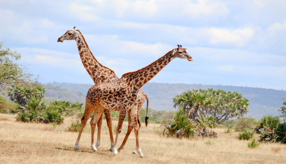 Magical Safari From Zanzibar To Mikumi