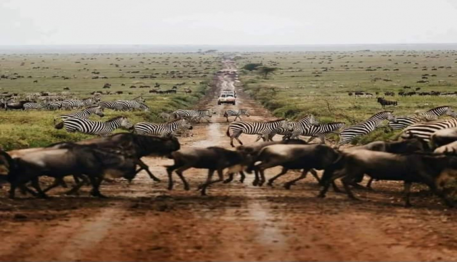 Slides Images for Tanzania Classic Safari