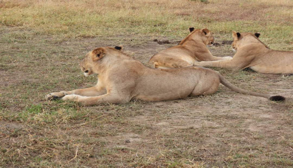 Slides Images for Tsavo National Park Adventure