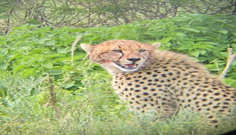 Slides Images for Mid-range Safari, Tarangire, Serengeti, Ngorongoro