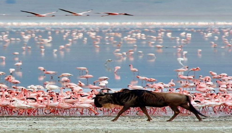 Slides Images for 6- Day Fly-in Safari From Zanzibar