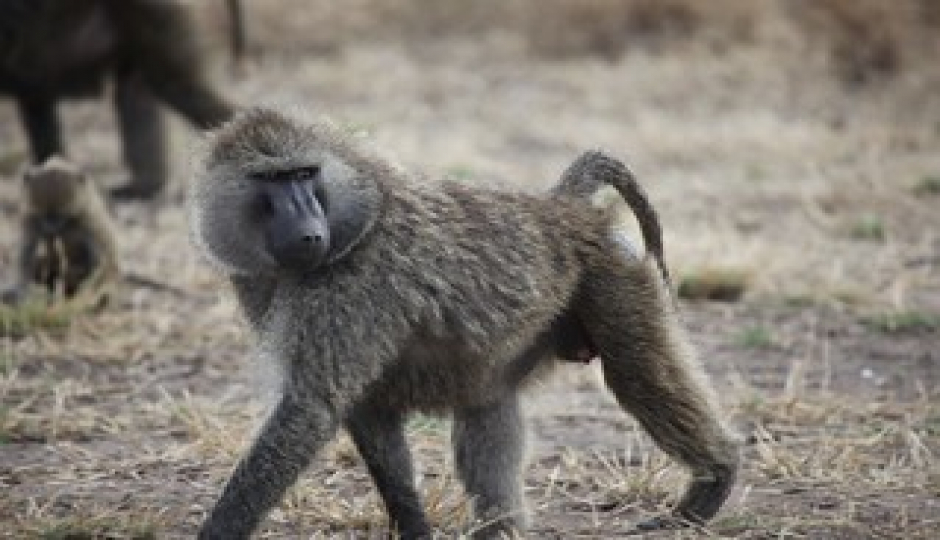 Slides Images for Lake Manyara, Ngorongoro, Serengeti And Tarangire