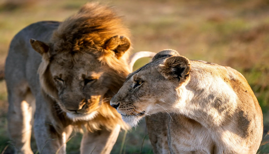 Slides Images for 2-Day Tanzania Safari To Ngorongoro And Tarangire Amazing