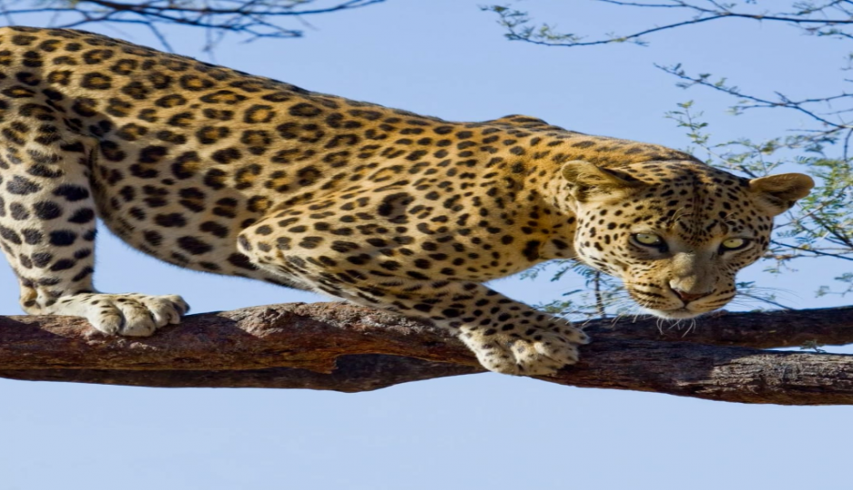 Scenic Serengeti Package